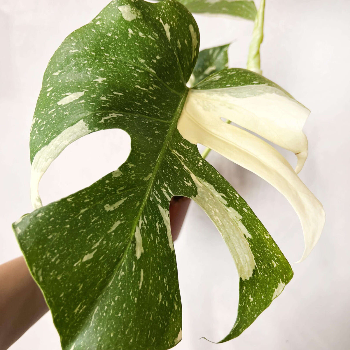 Monstera Thai Constellation