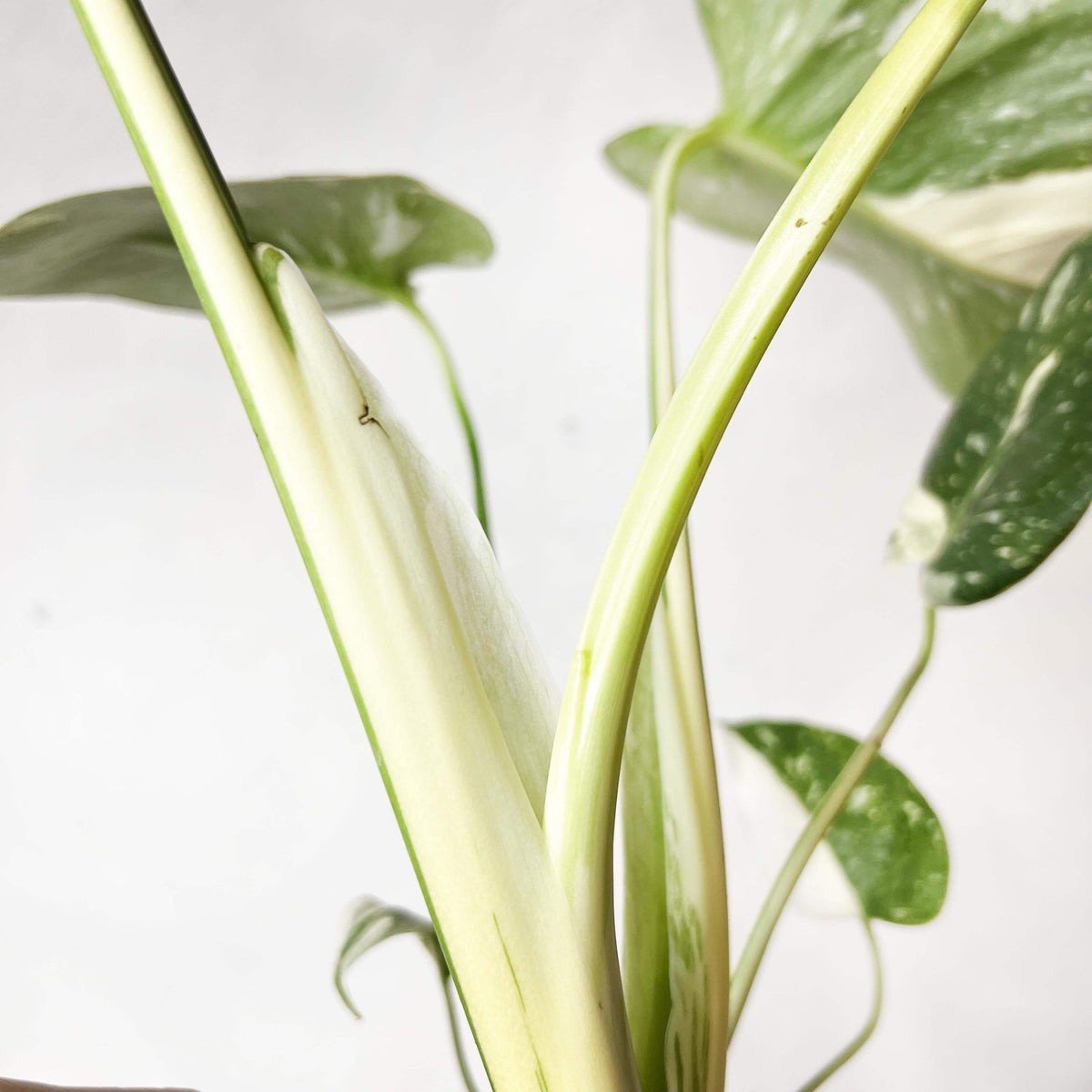 Monstera Thai Constellation
