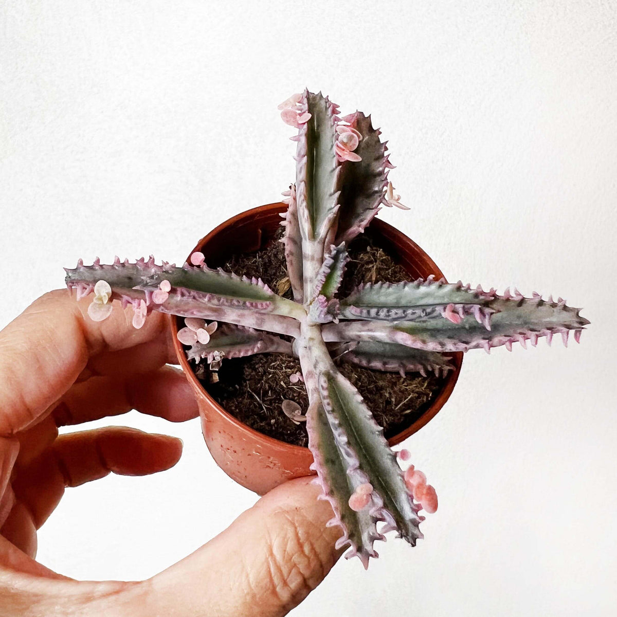 Kalanchoe daigremontiana cv. Pink Butterflies