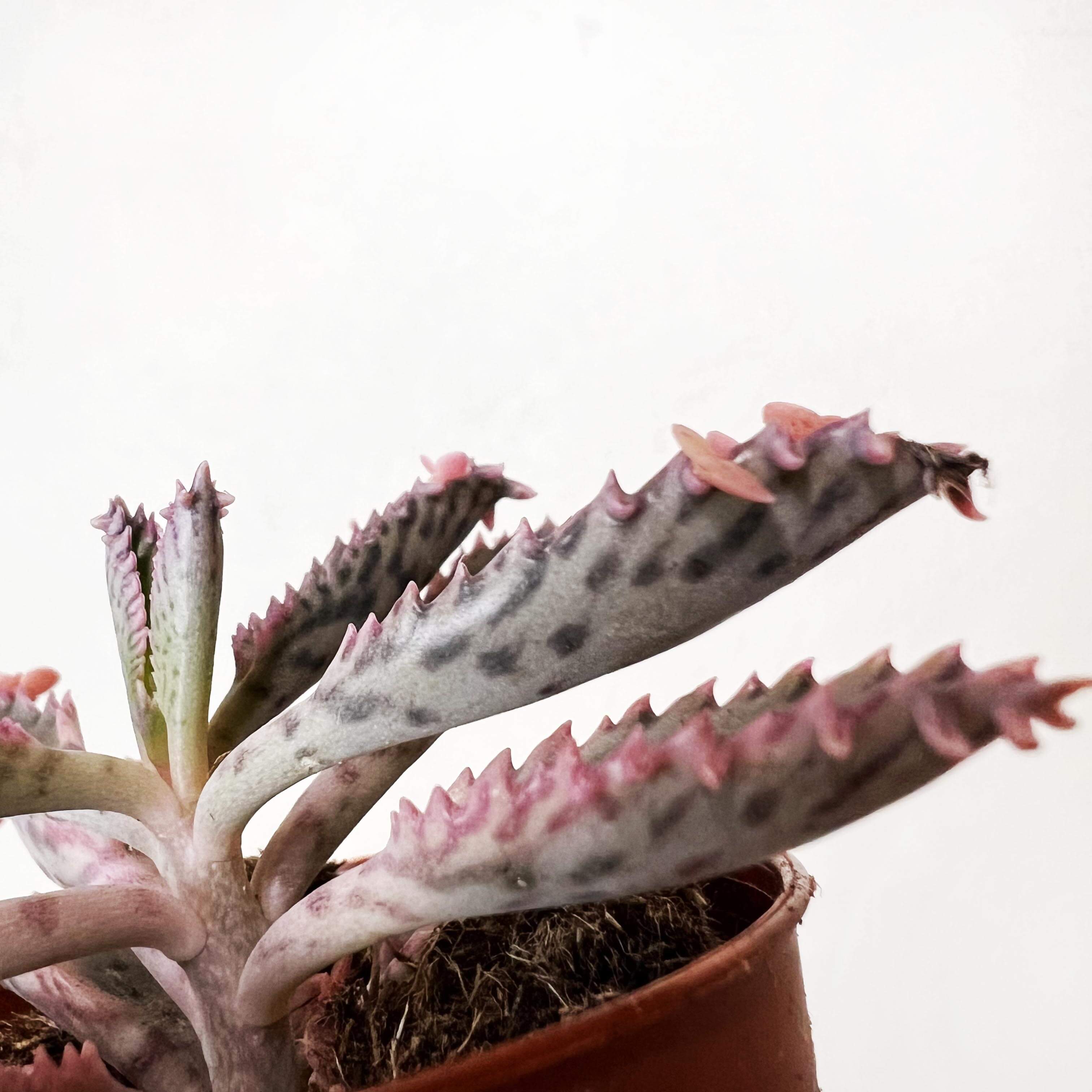 Kalanchoe daigremontiana cv. Pink Butterflies