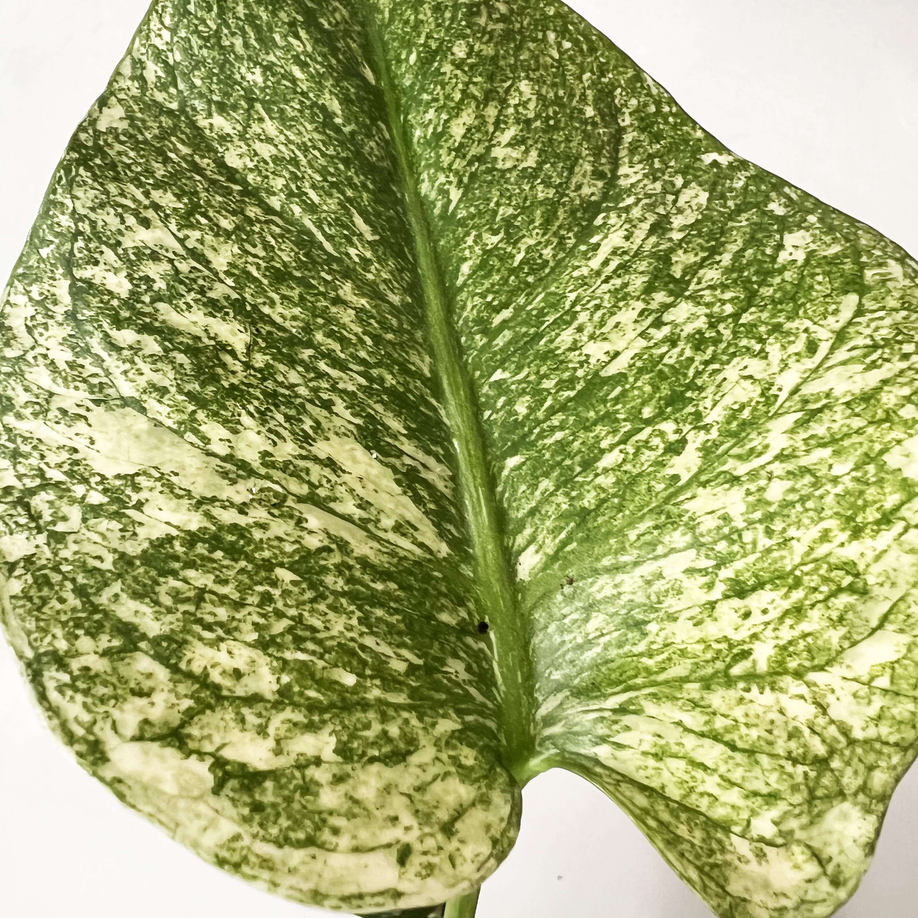 Monstera Mint