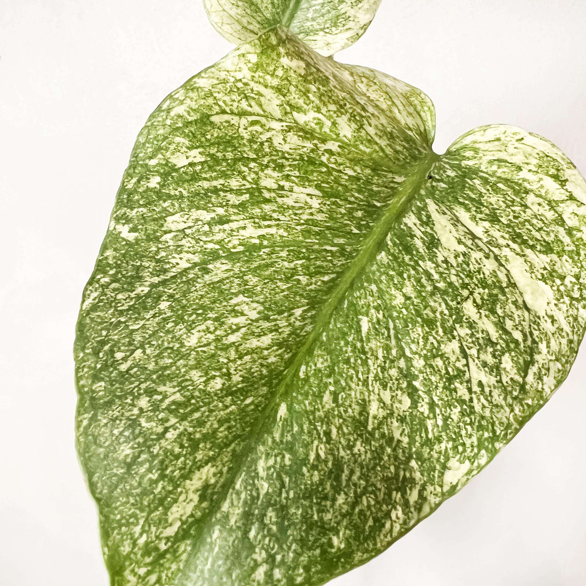Monstera Mint