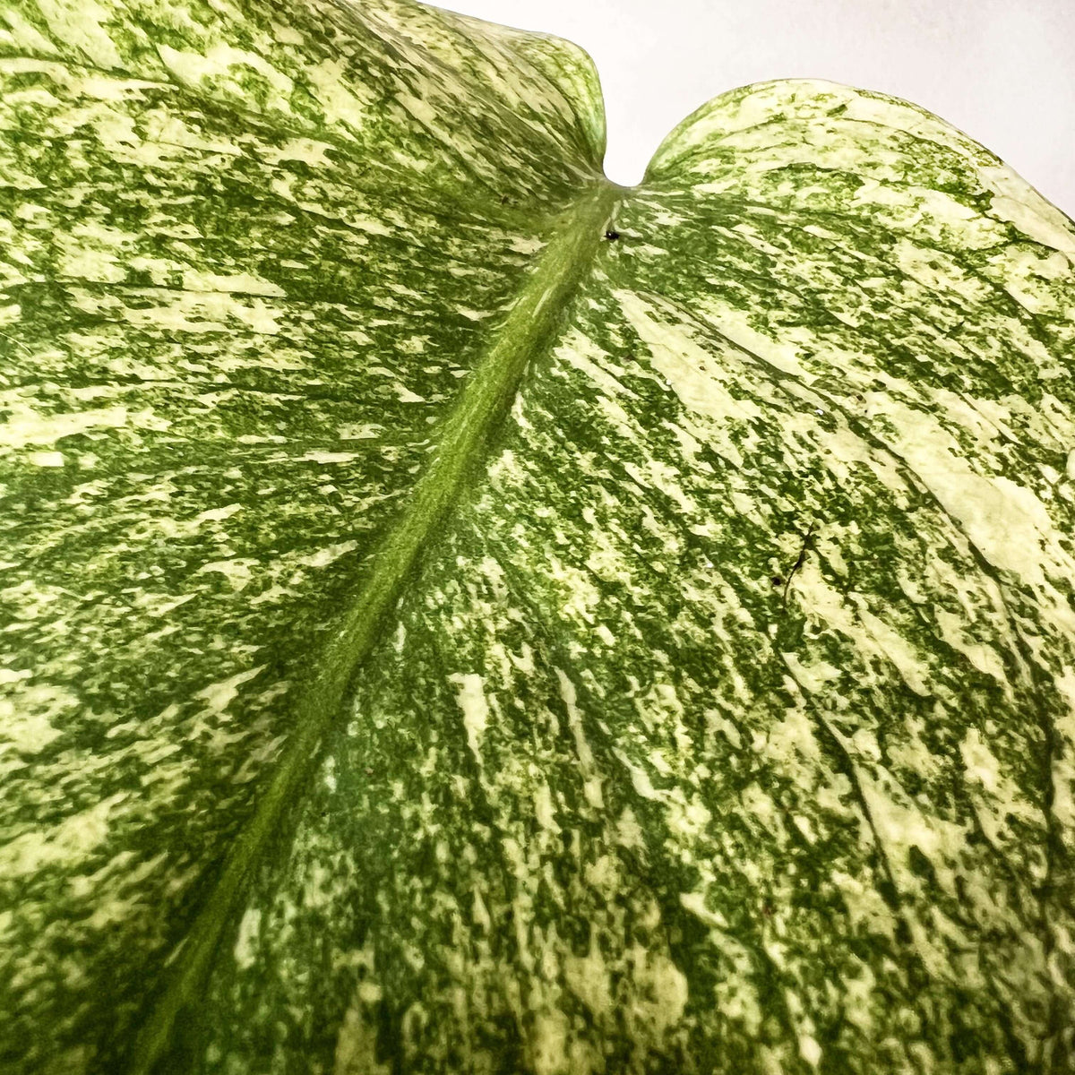 Monstera Mint