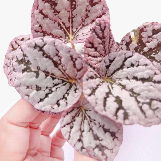 baby Begonia rex Red Spirit of Bali