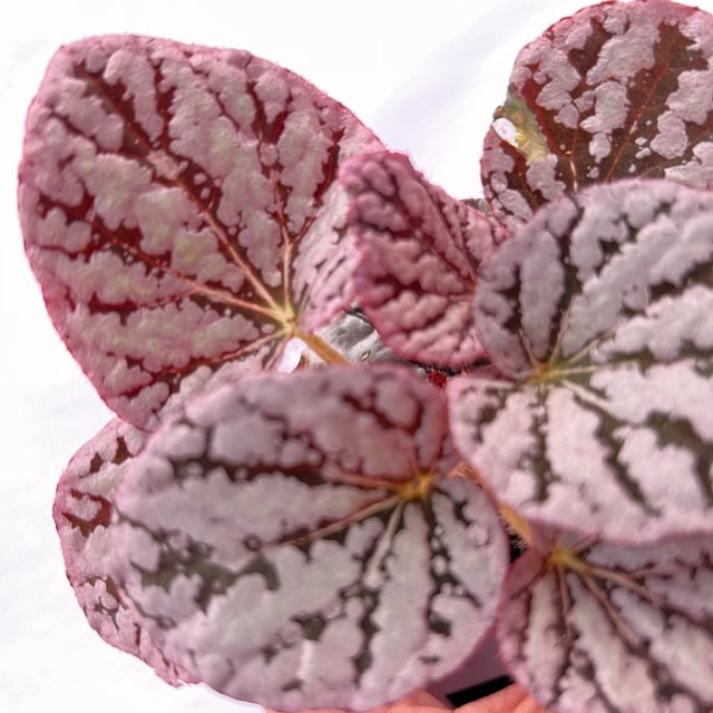 baby Begonia rex Red Spirit of Bali