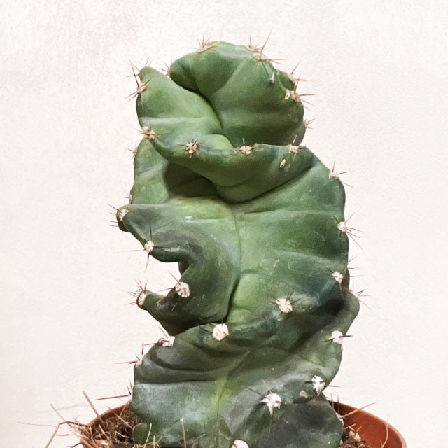 Cereus Spiralis