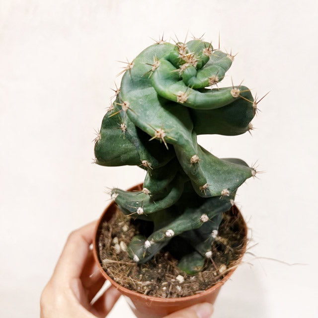 Cereus Spiralis