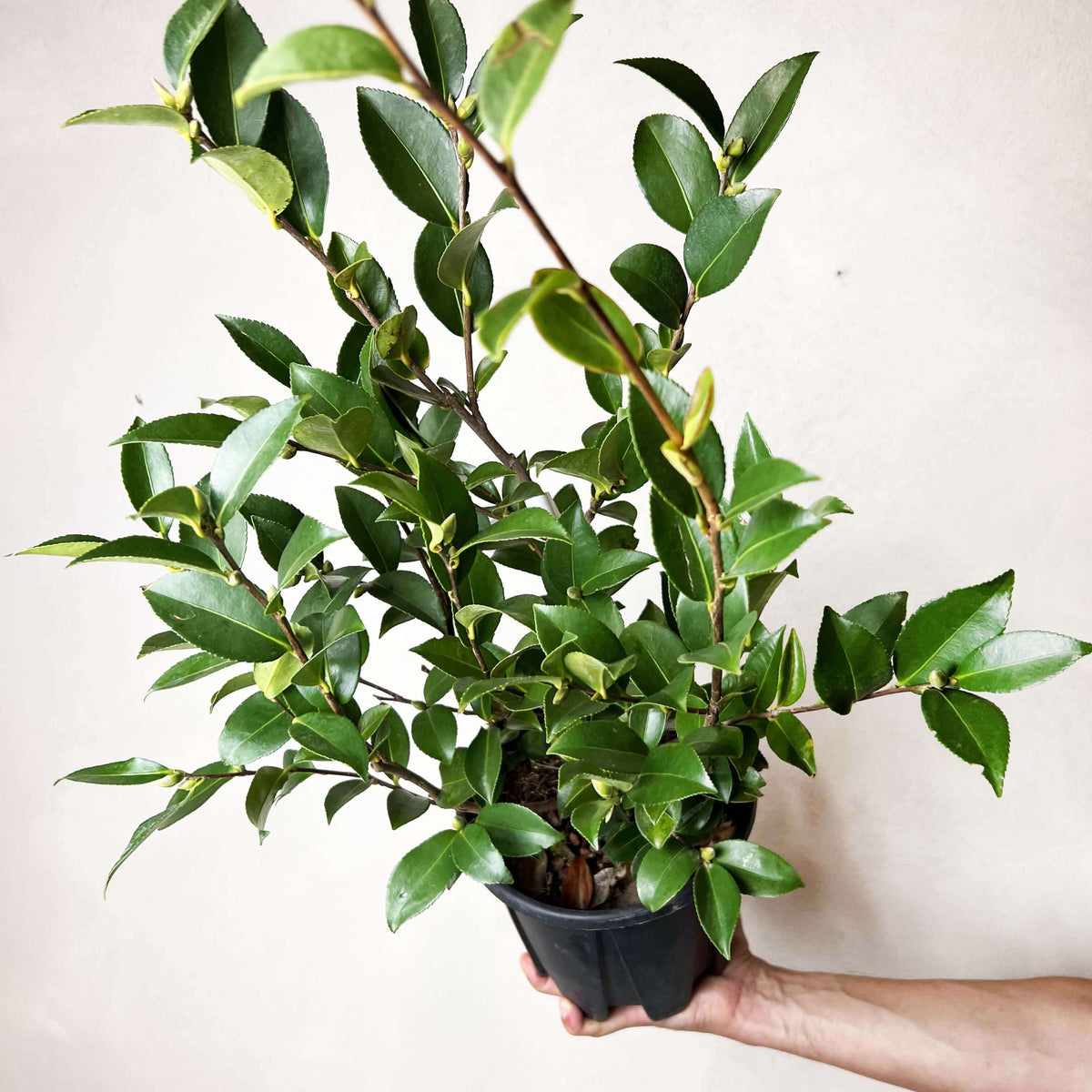 Camelia sasanqua