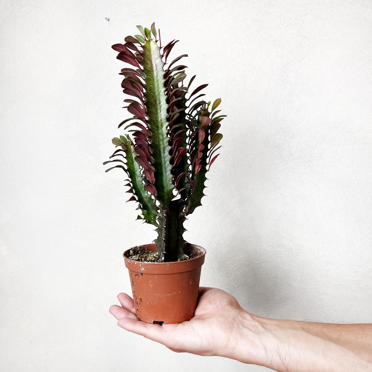 Euphorbia Trigona Rubra