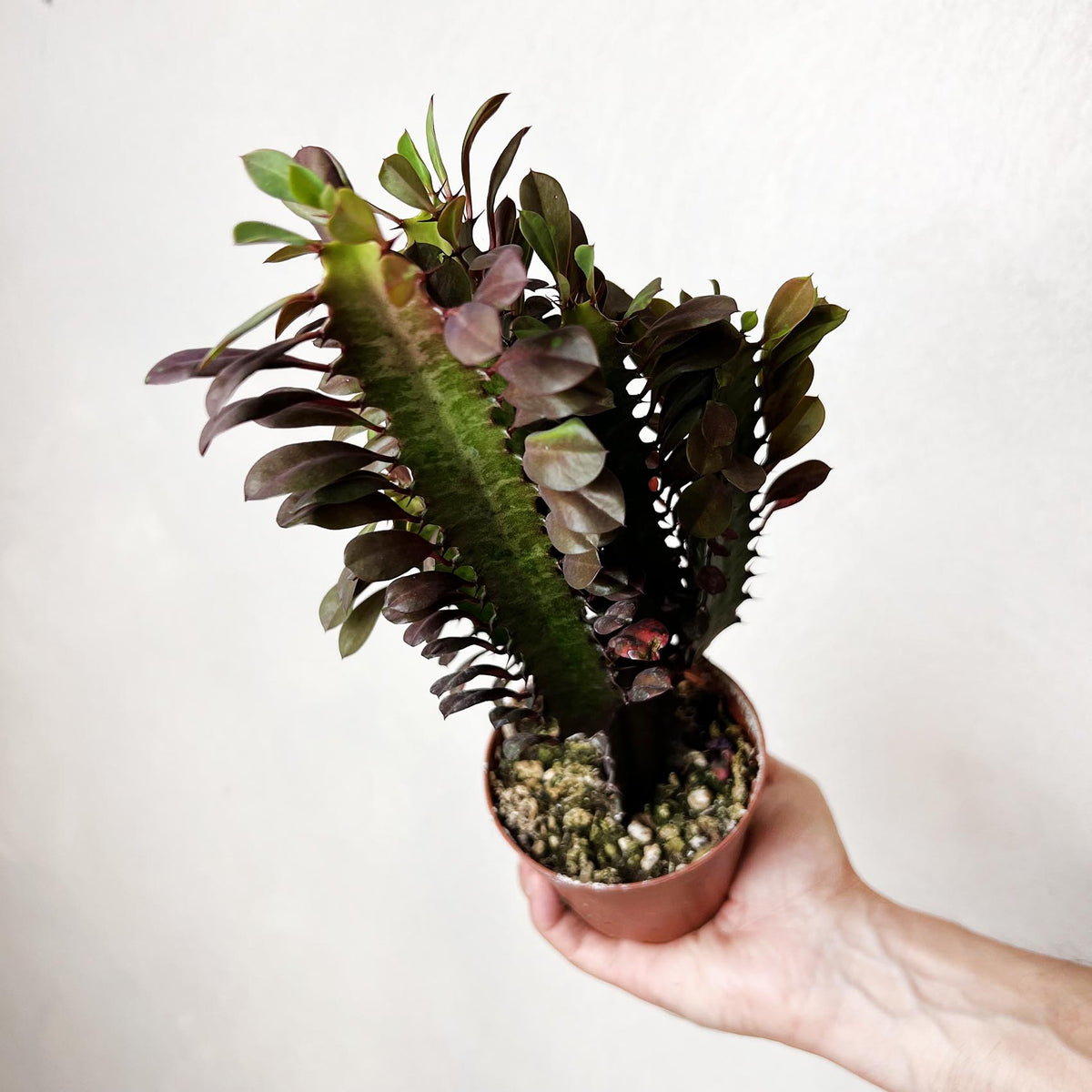 Euphorbia Trigona Rubra