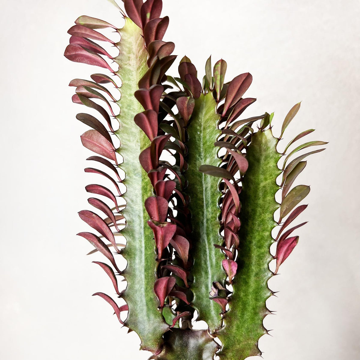 Euphorbia Trigona Rubra