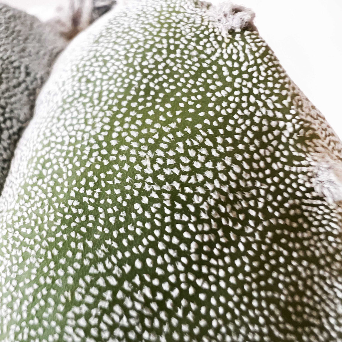 Astrophytum Myriostigma