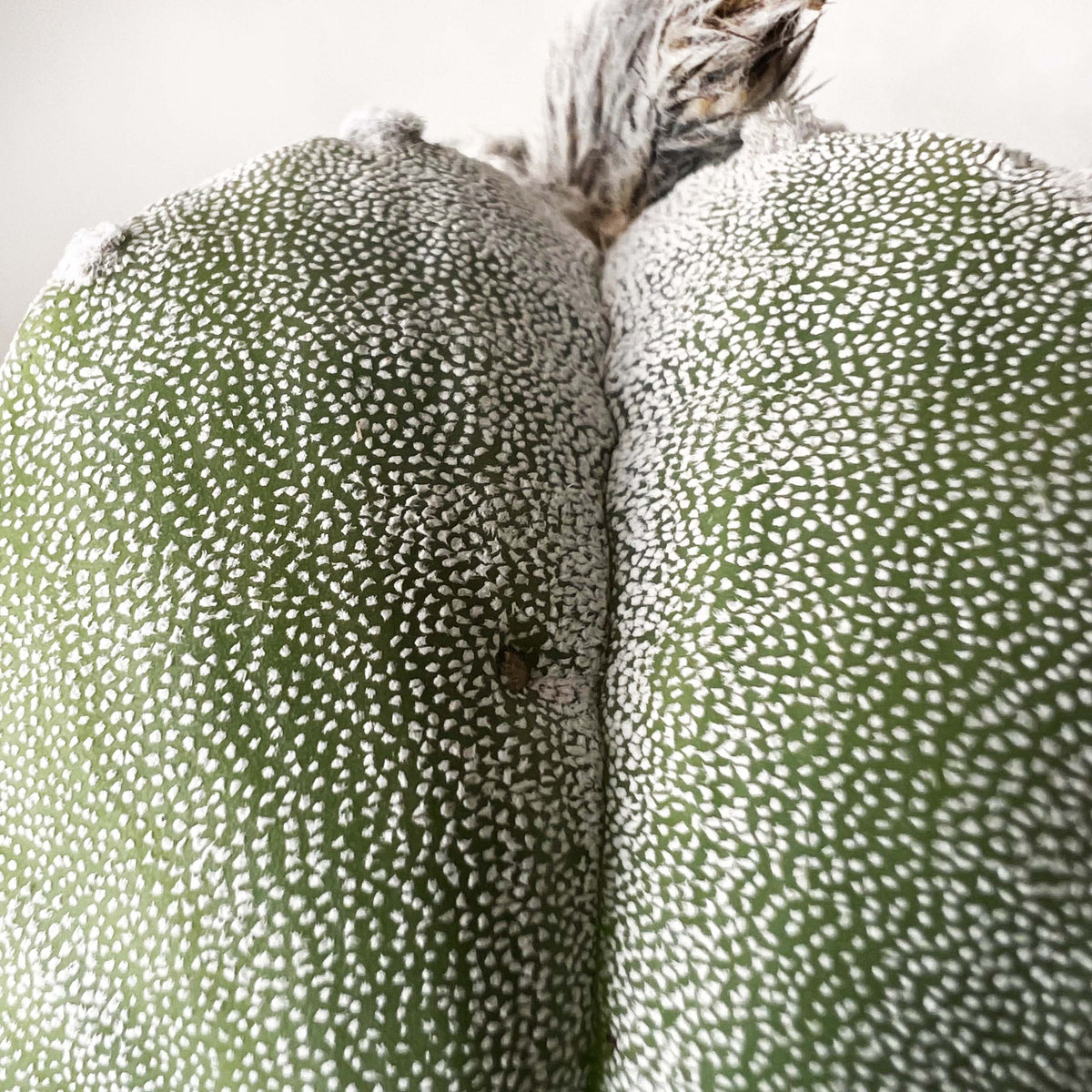 Astrophytum Myriostigma