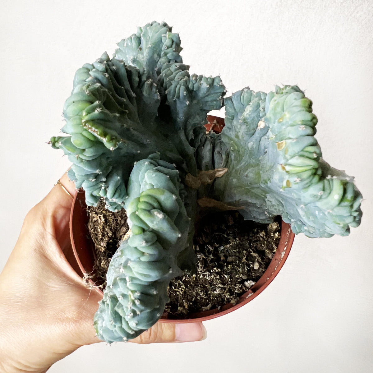 Myrtillocactus Geometrizans Strictus