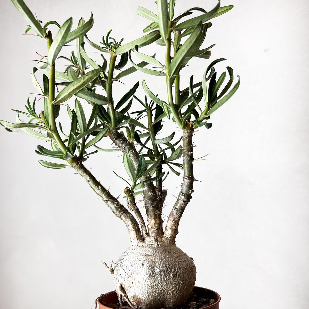 Pachypodium bispinosum