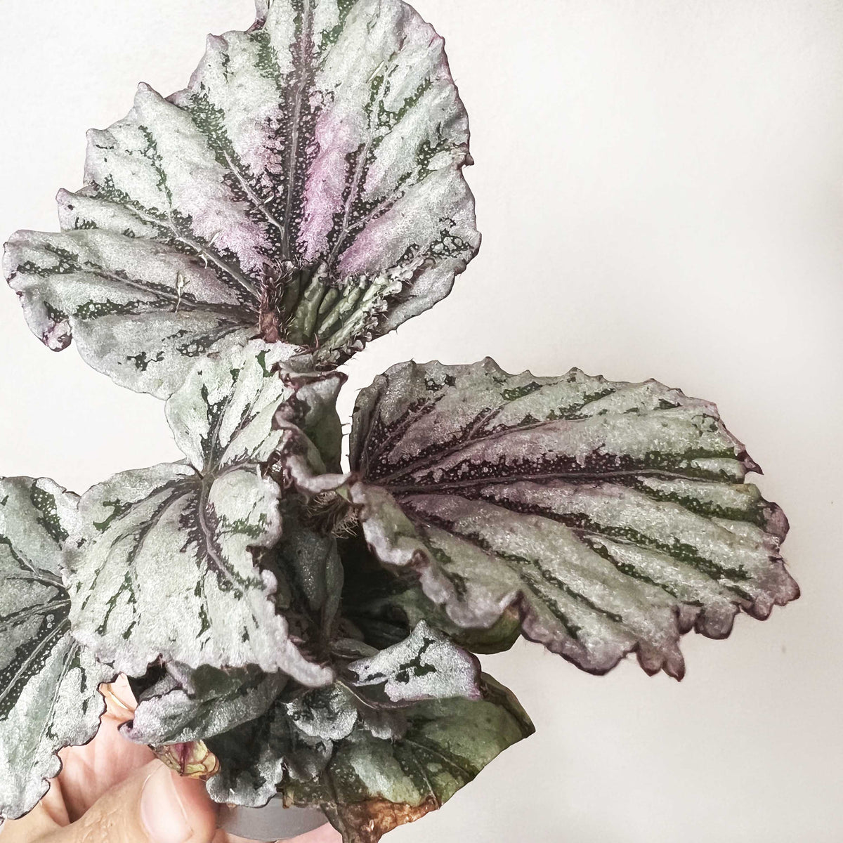 baby Begonia rex Dew Drop