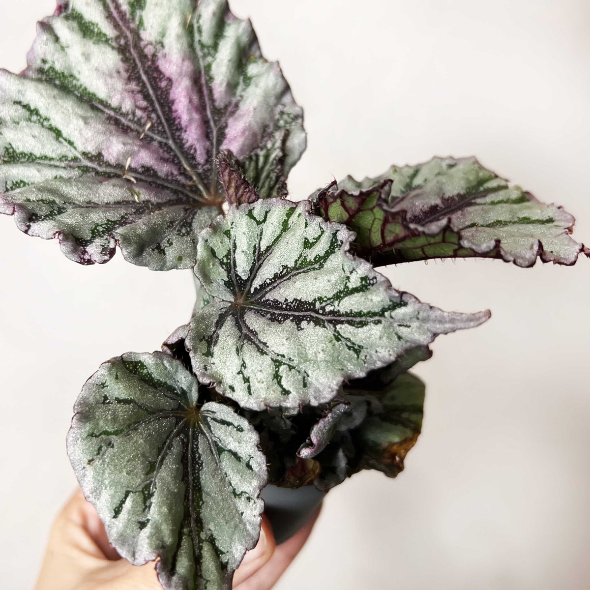 baby Begonia rex Dew Drop