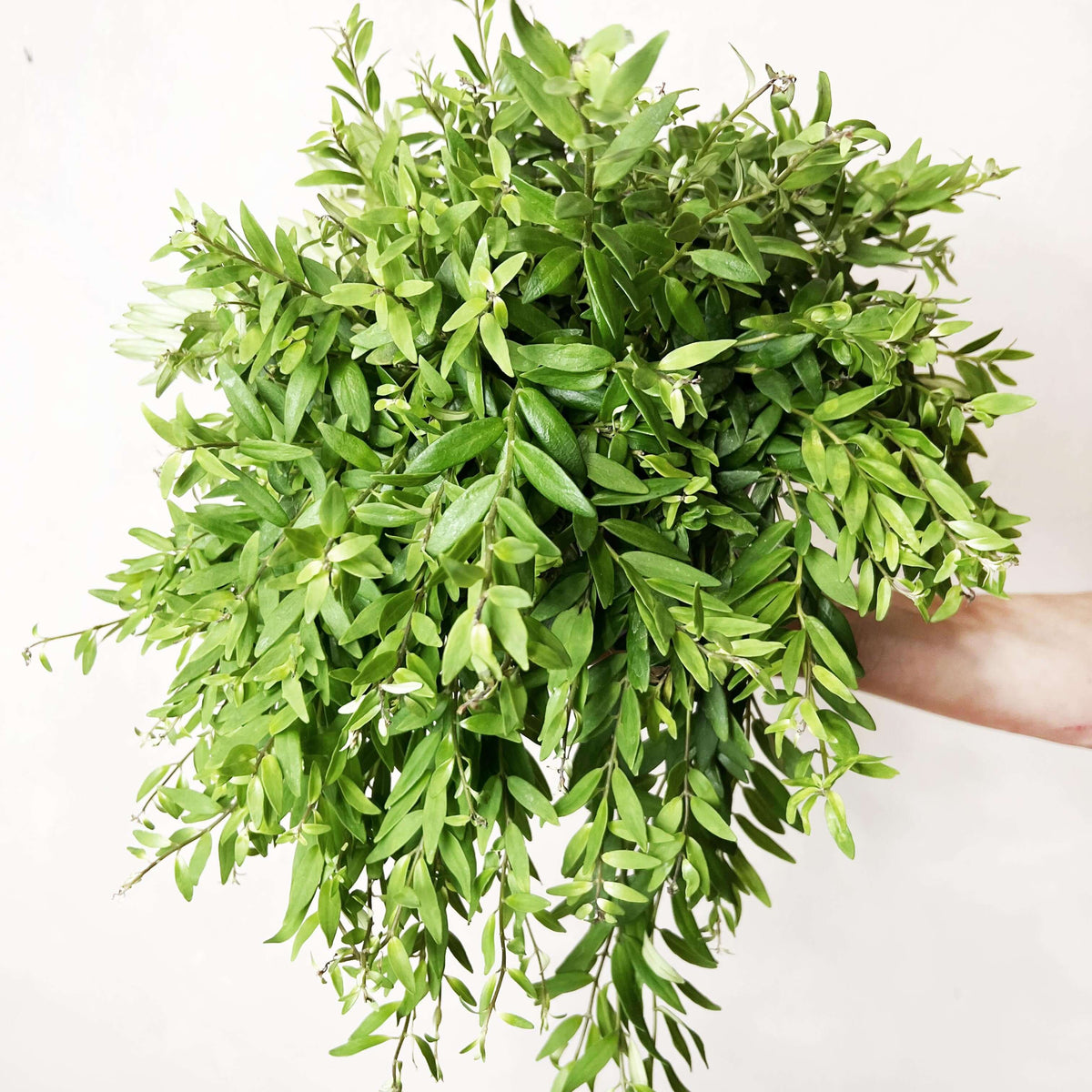 Aeschynanthus Japhrolepis