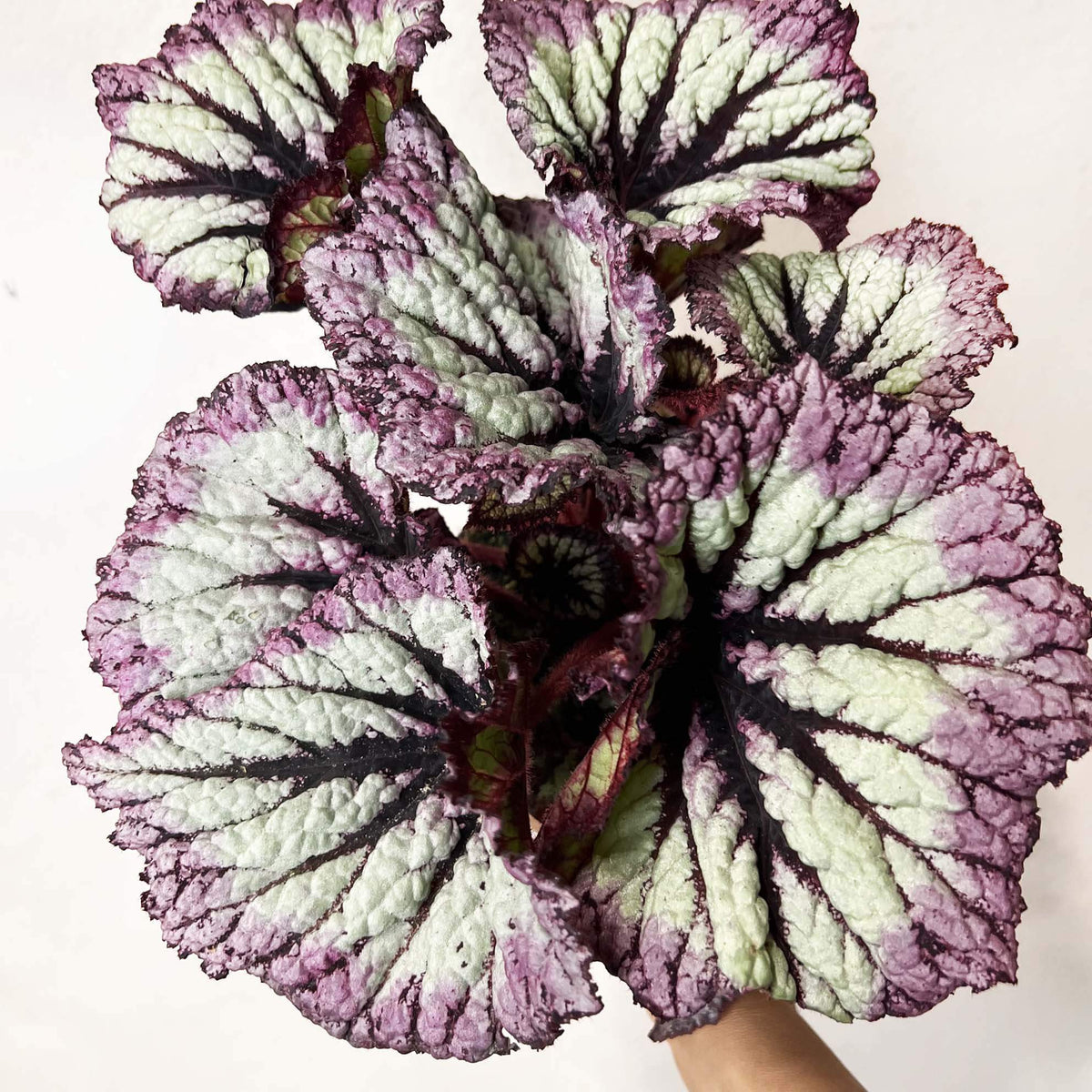Begonia Fireworks