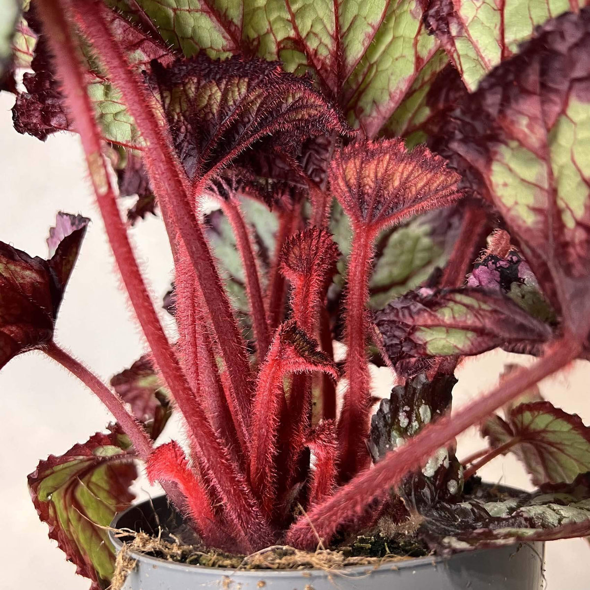 Begonia Fireworks
