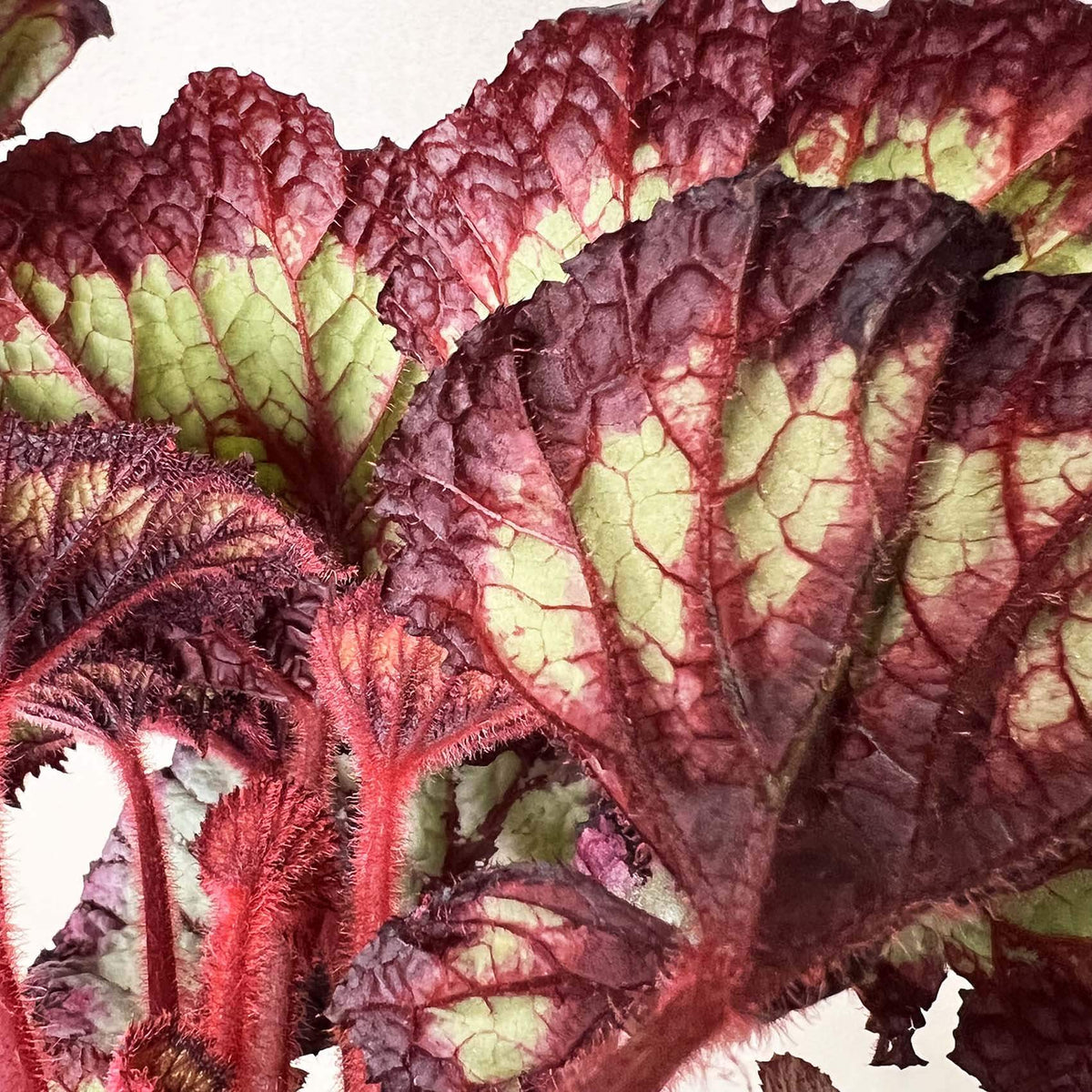 Begonia Fireworks