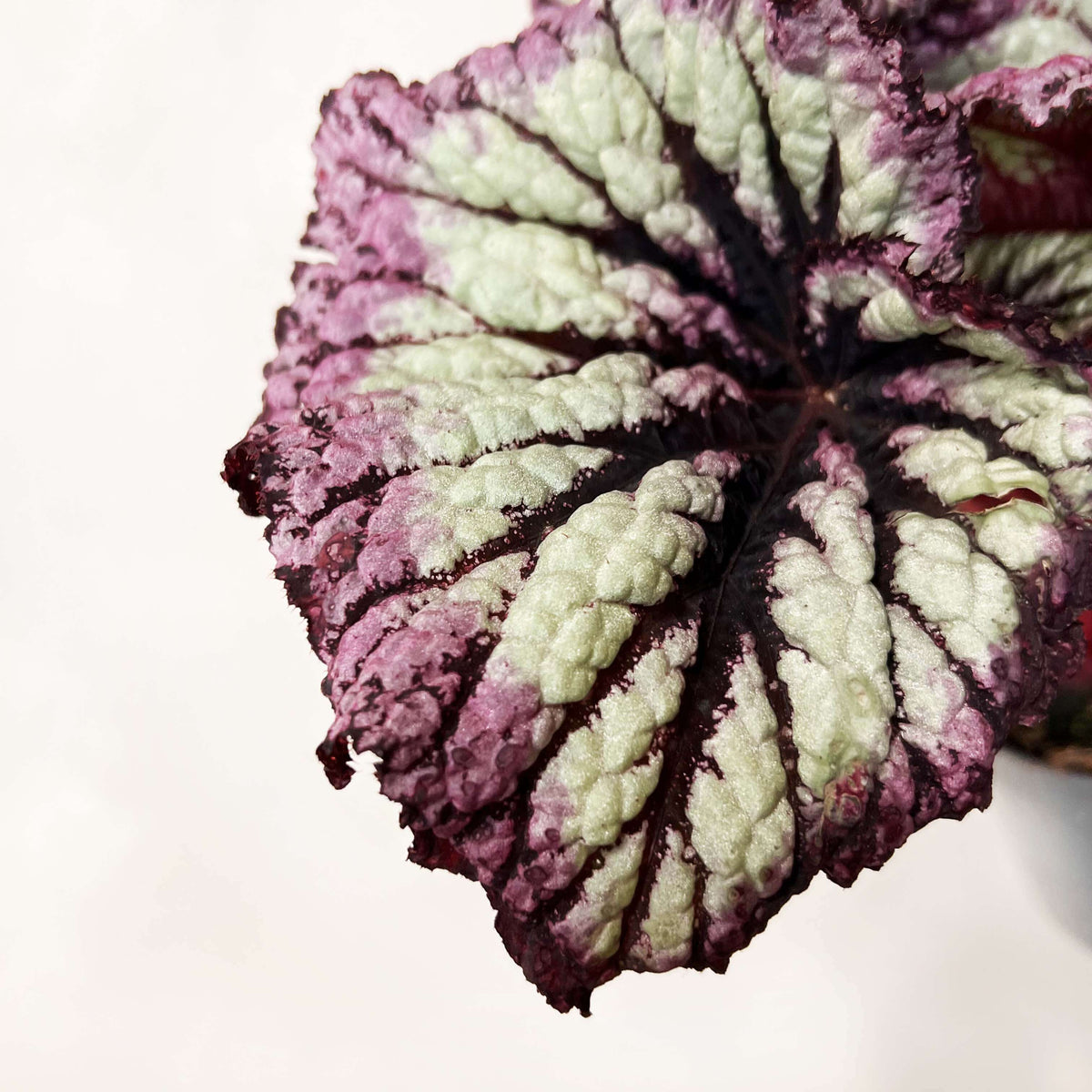 Begonia Fireworks