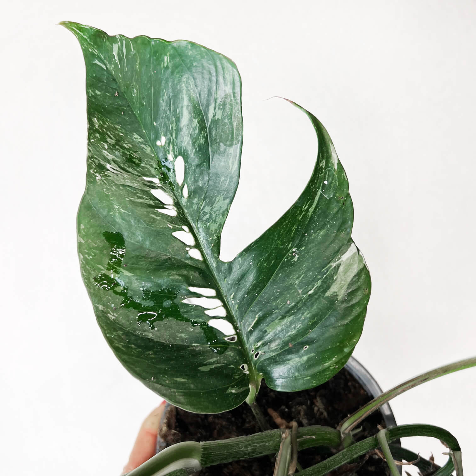 Epipremnum Pinnatum/ Semivariegato
