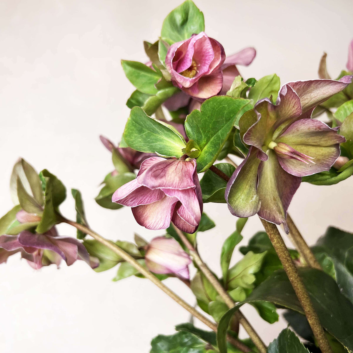 Helleborus Ice N'Roses Red