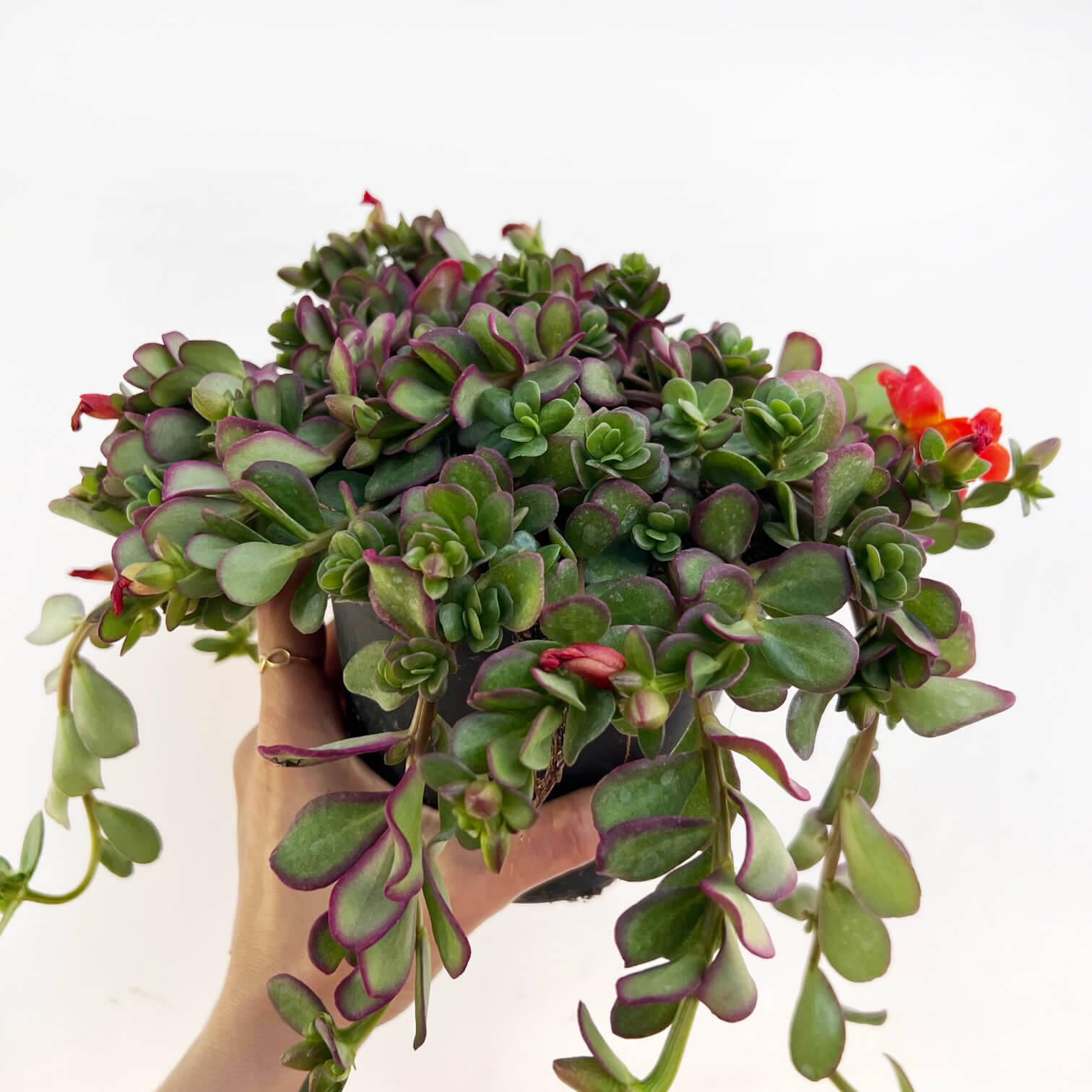 Portulaca