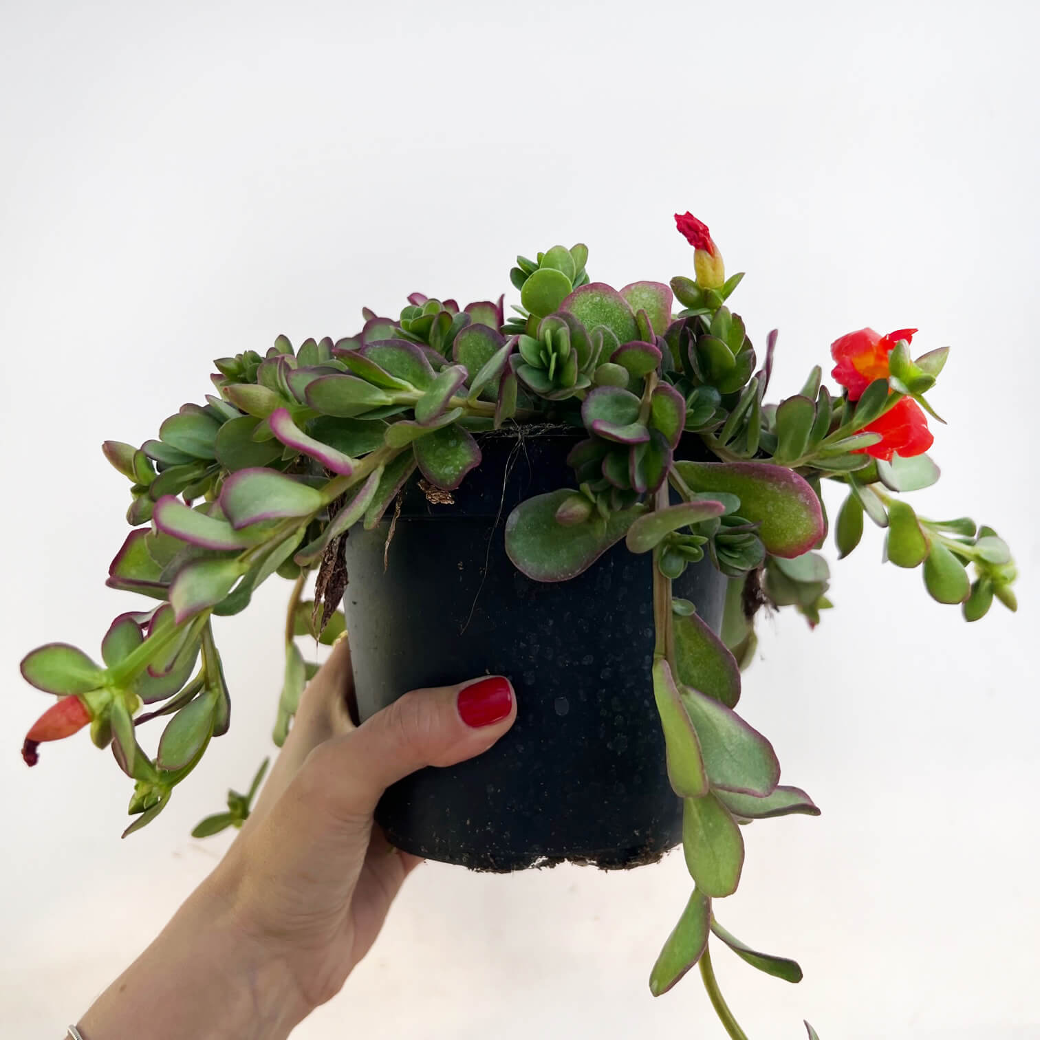 Portulaca