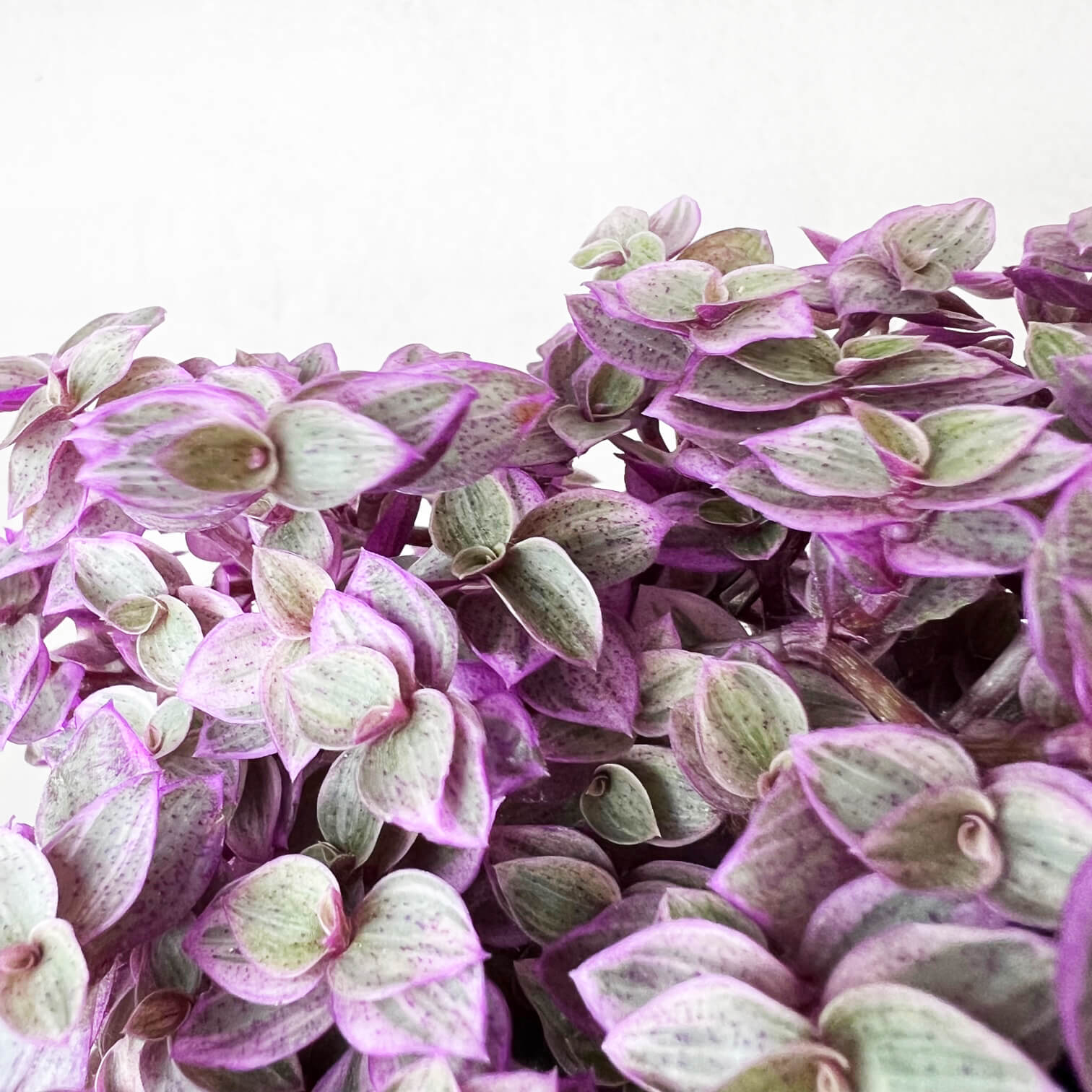 Callisia Pinklady