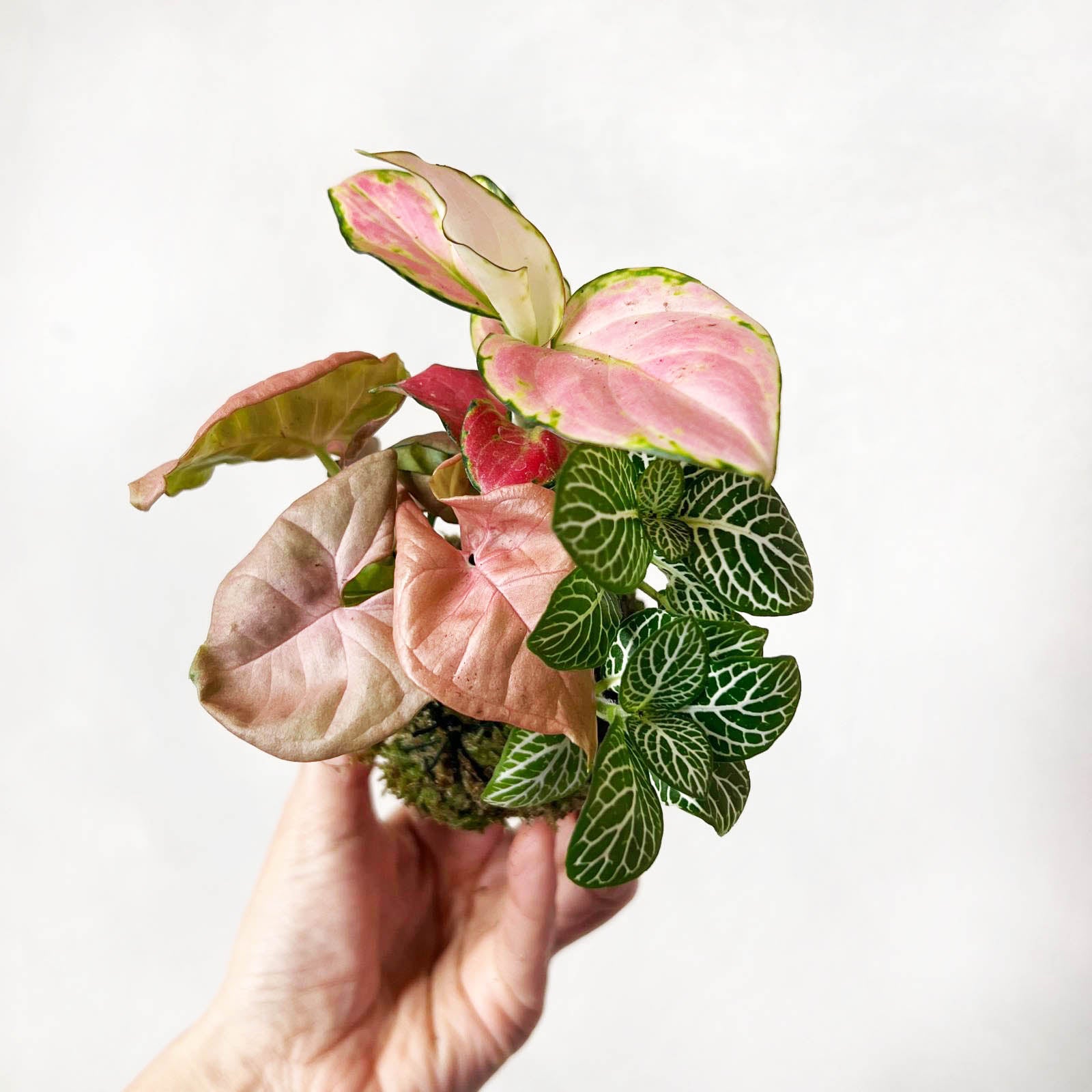 KOKET (KOKE-BOUQUET)-Amelia