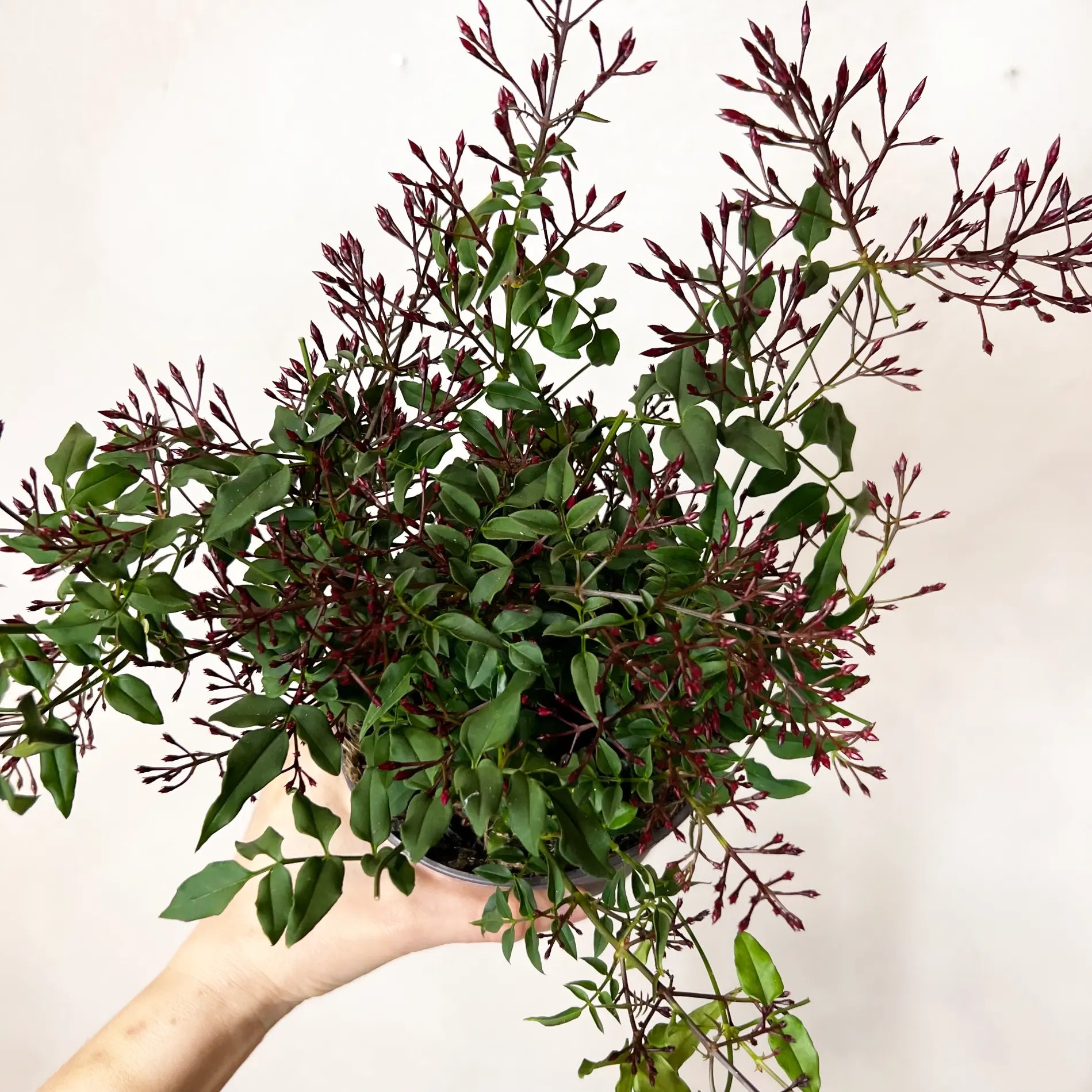 Jasminum polyanthum/Gelsomino marzolino