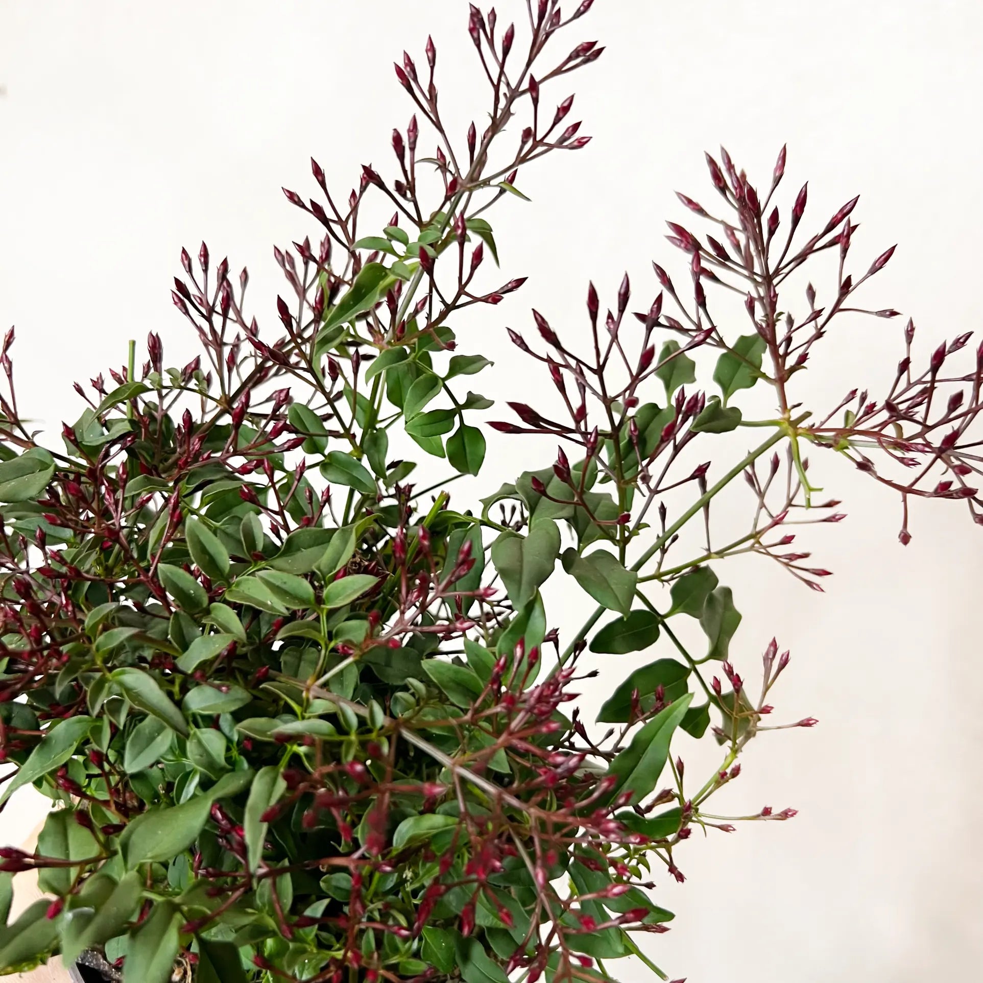 Jasminum polyanthum/Gelsomino marzolino