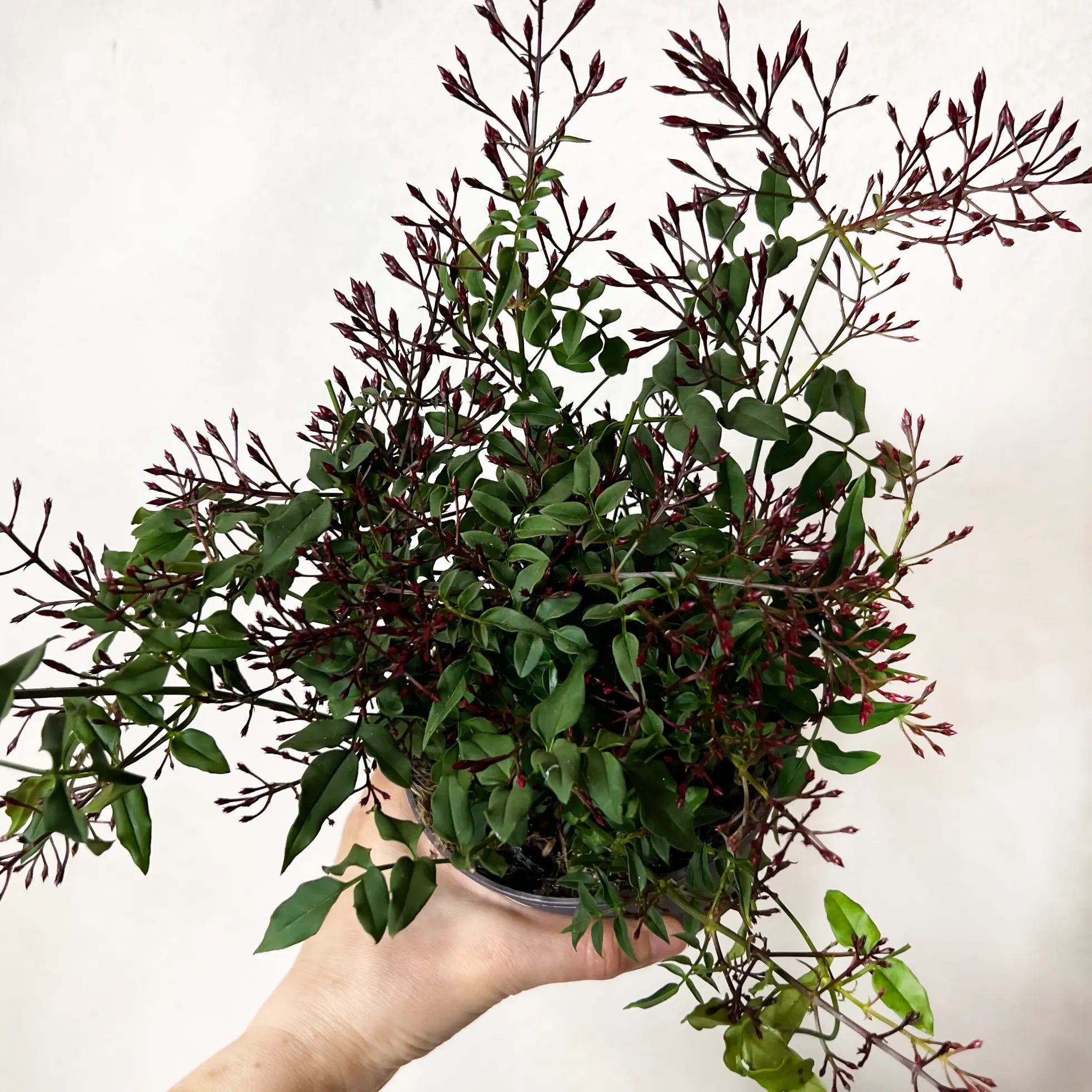 Jasminum polyanthum/Gelsomino marzolino