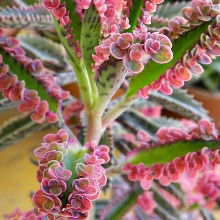 Kalanchoe daigremontiana cv. Pink Butterflies