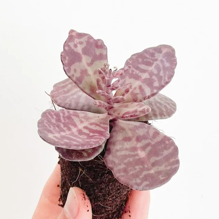Kalanchoe Humilis Zebra