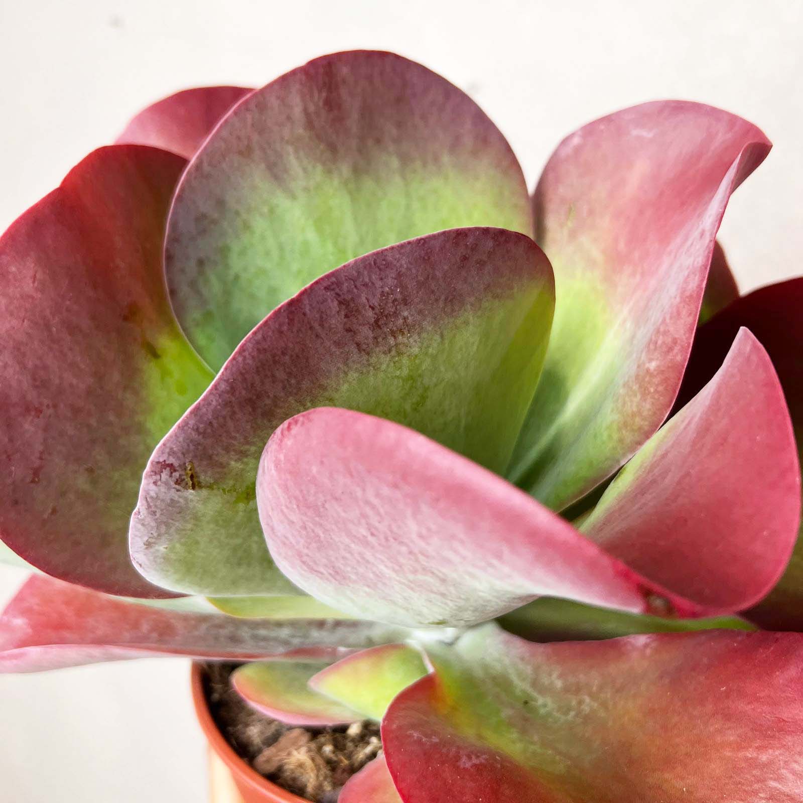 Kalanchoe Thyrsiflora