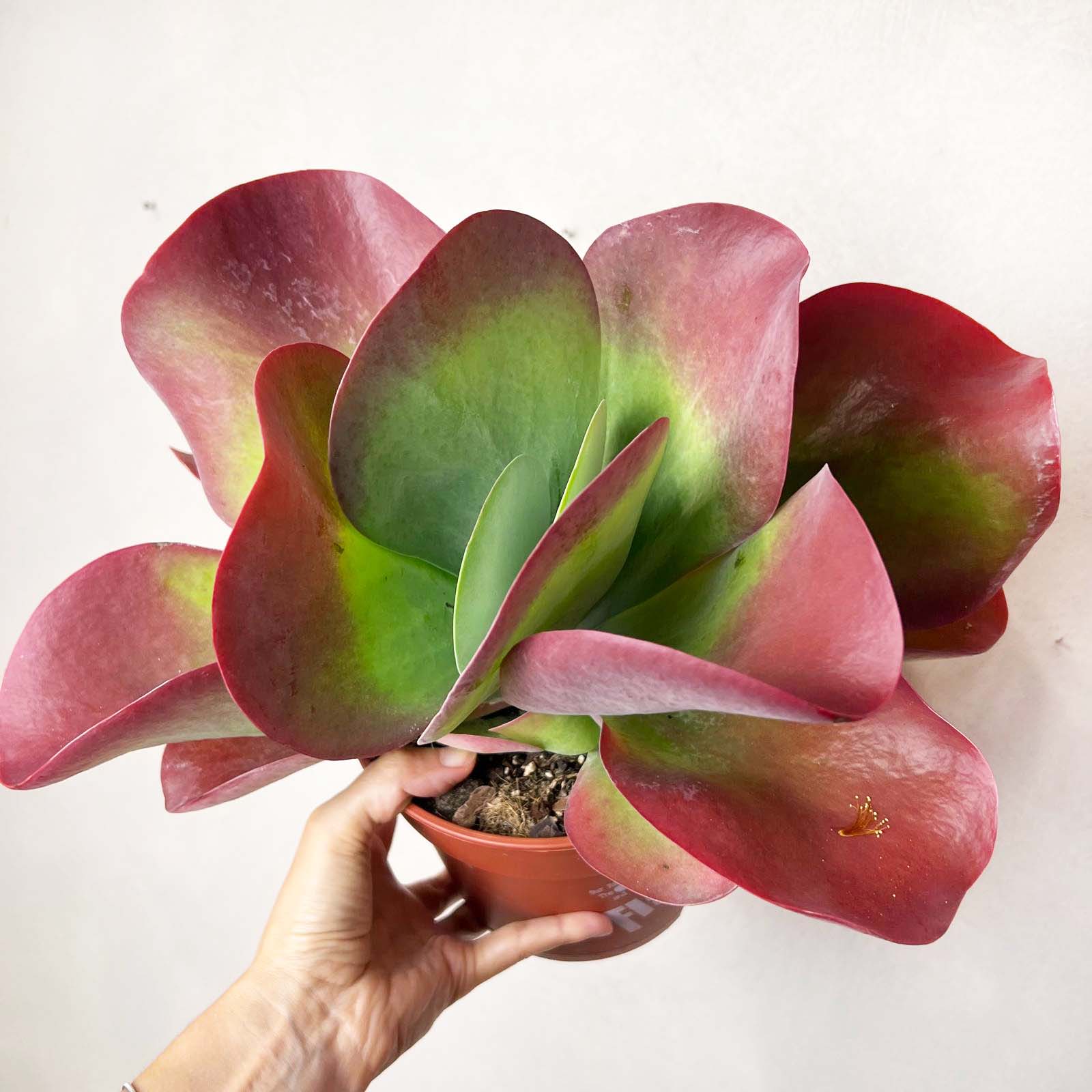 Kalanchoe Thyrsiflora