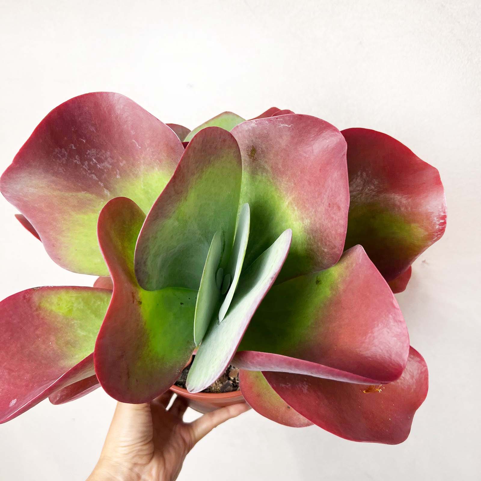 Kalanchoe Thyrsiflora