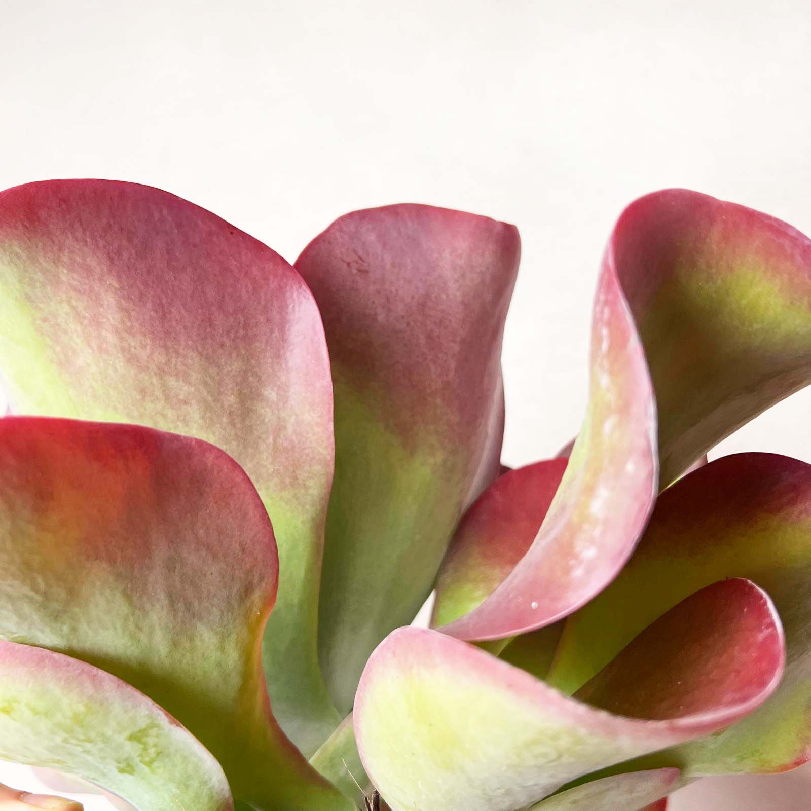 Kalanchoe Thyrsiflora