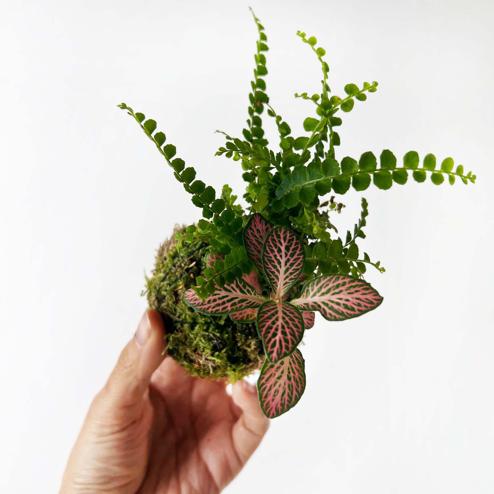 KOKET (KOKE-BOUQUET)-Olivia