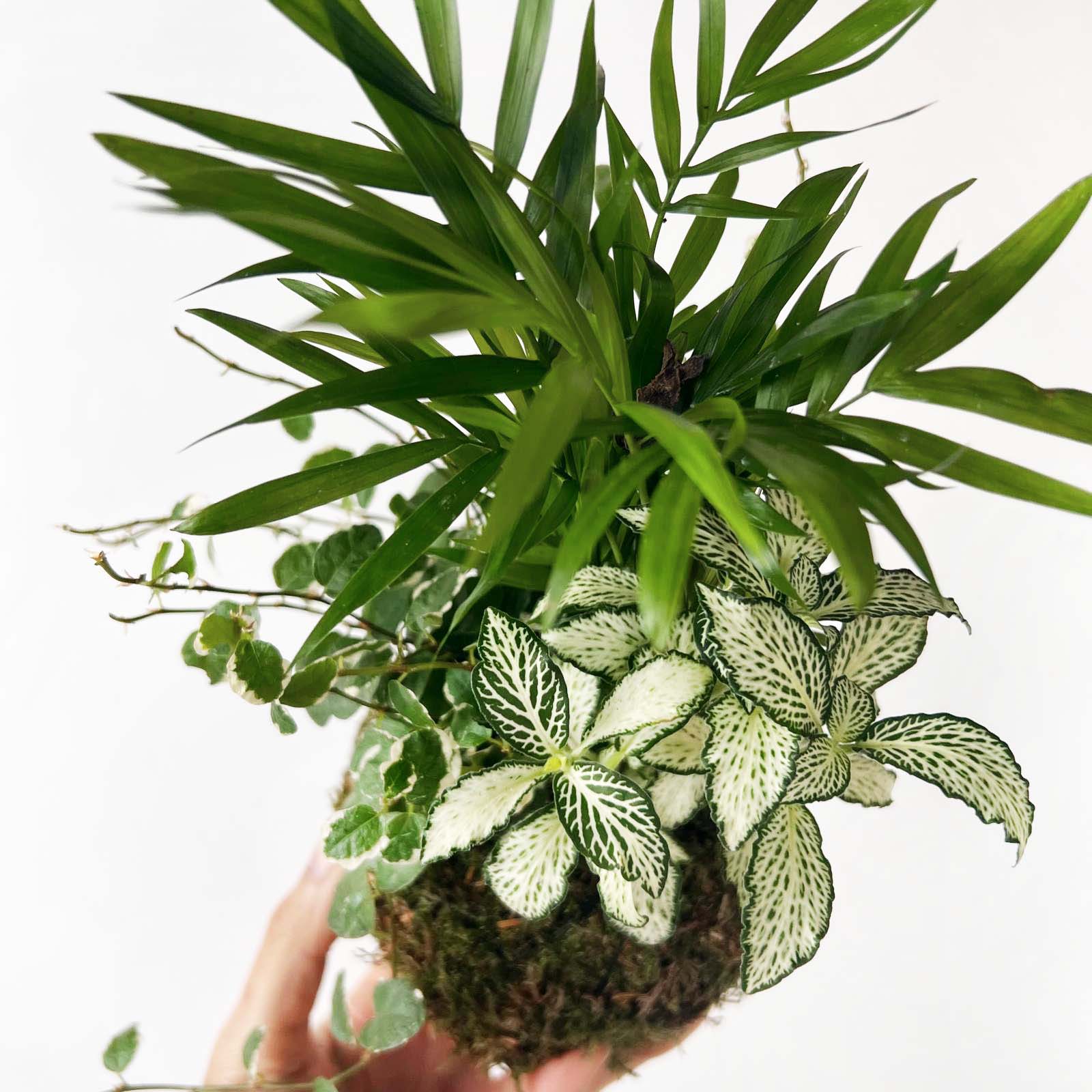 KOKET (KOKE-BOUQUET)- Franck