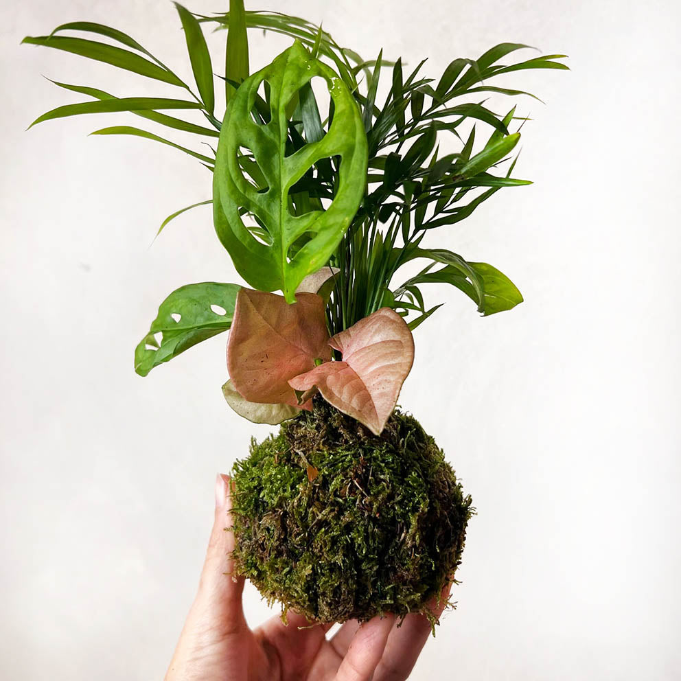 KOKET (KOKE-BOUQUET)-Dorothea