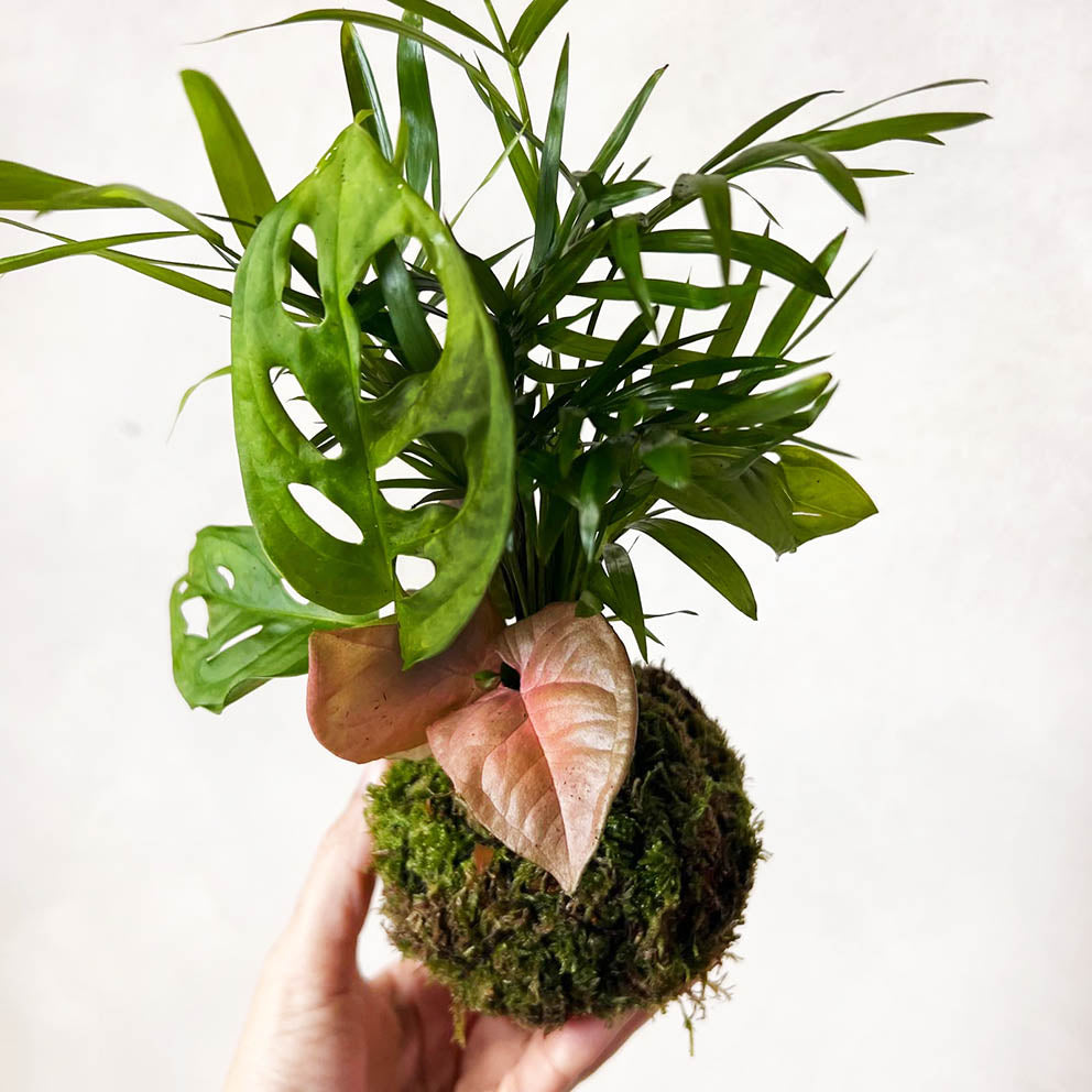 KOKET (KOKE-BOUQUET)-Dorothea