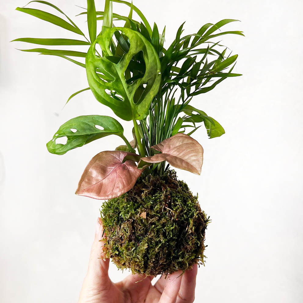 KOKET (KOKE-BOUQUET)-Dorothea