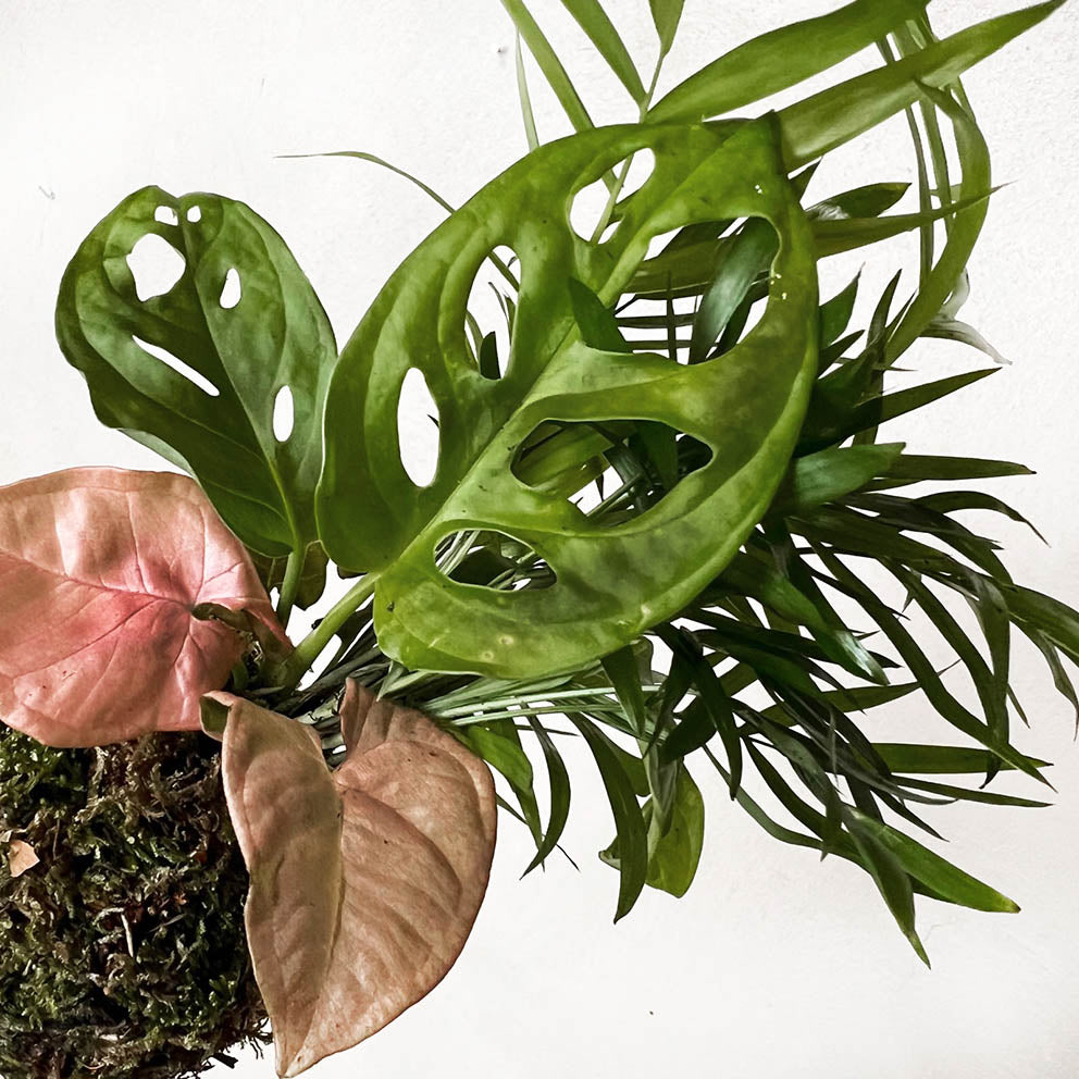 KOKET (KOKE-BOUQUET)-Dorothea