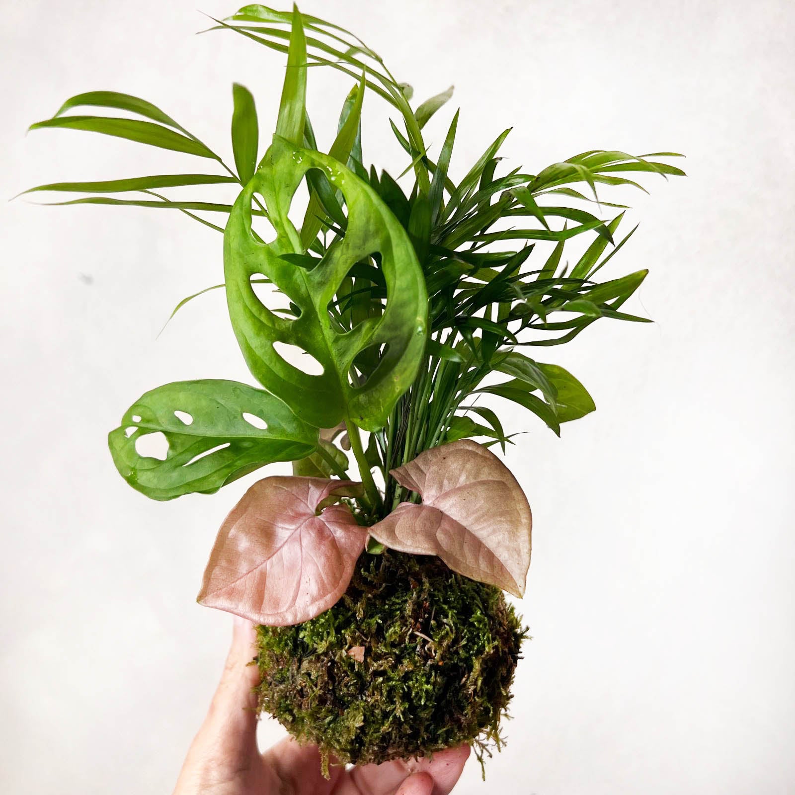 KOKET (KOKE-BOUQUET)-Dorothea