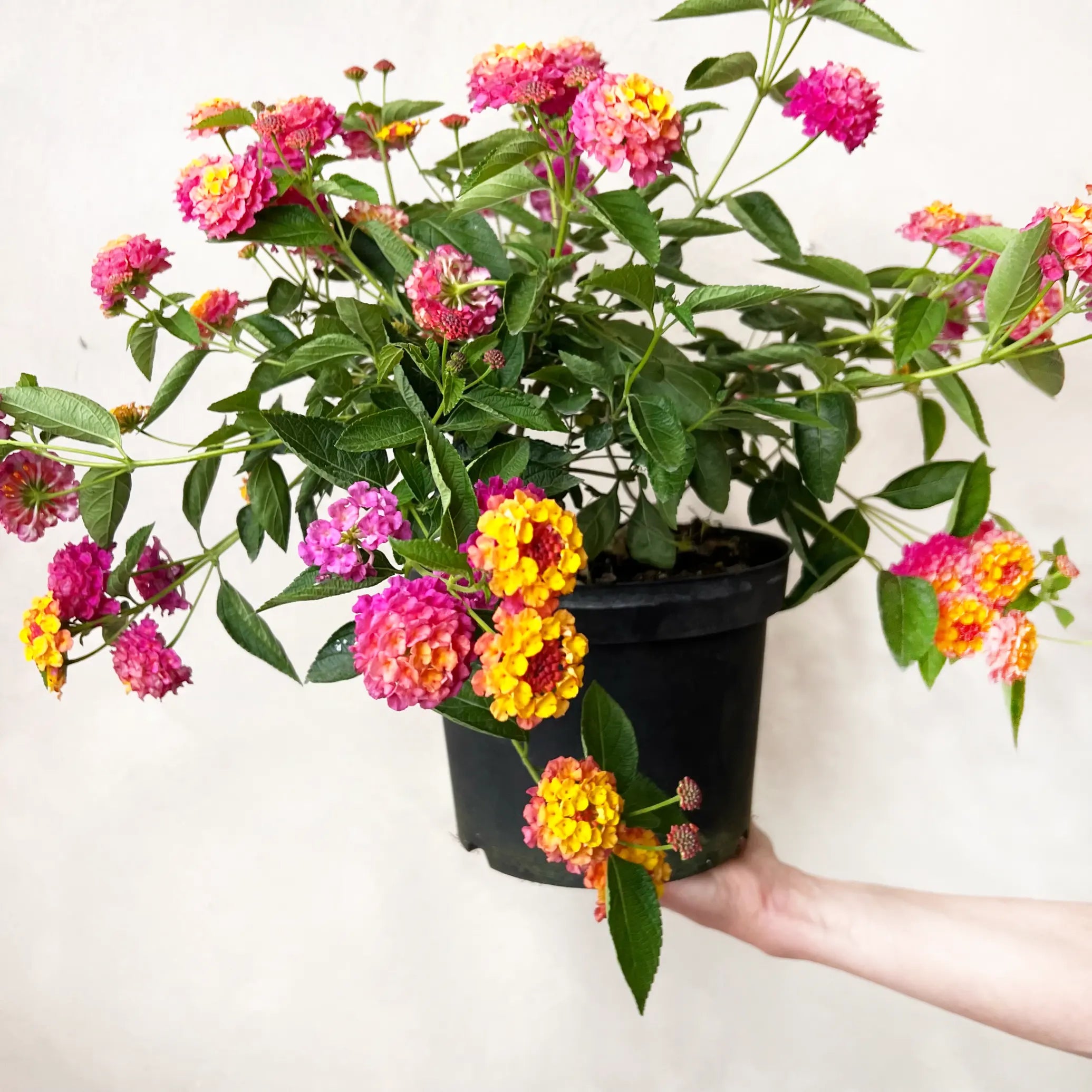 Lantana