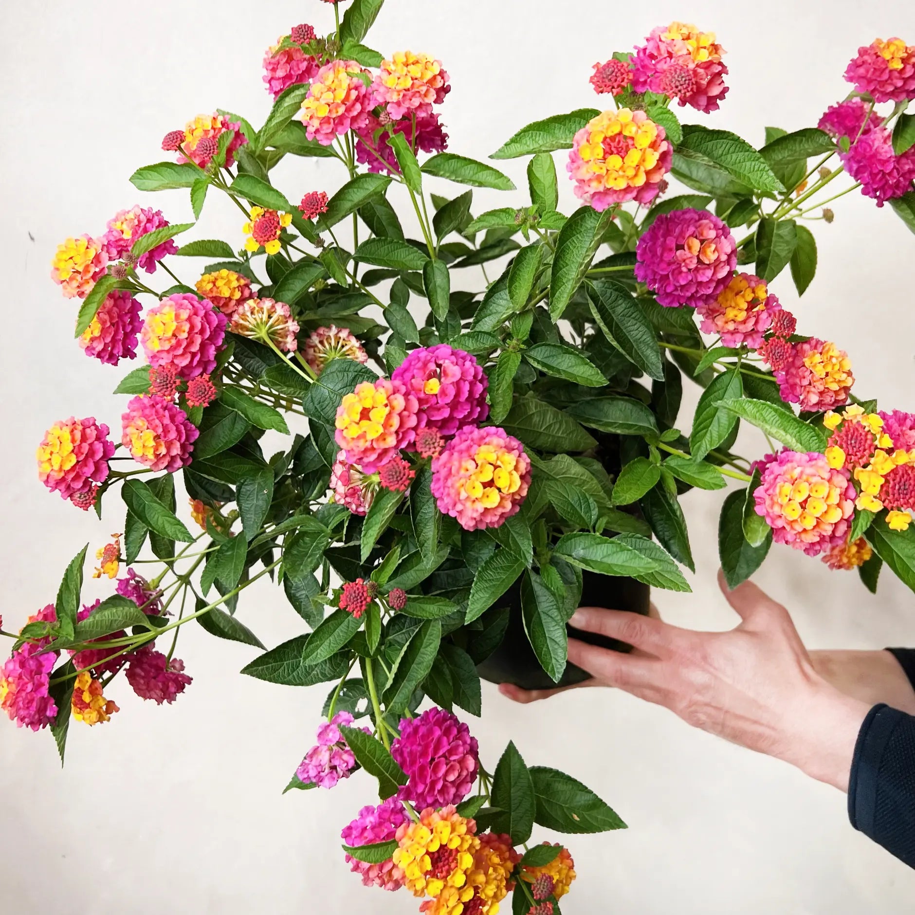Lantana